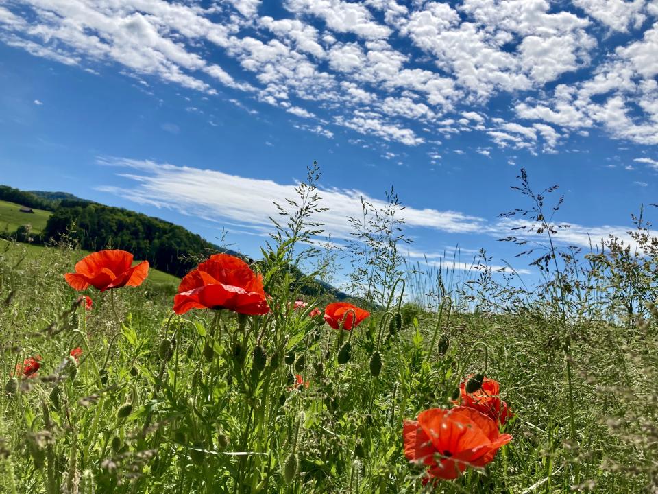 Sommergefühle